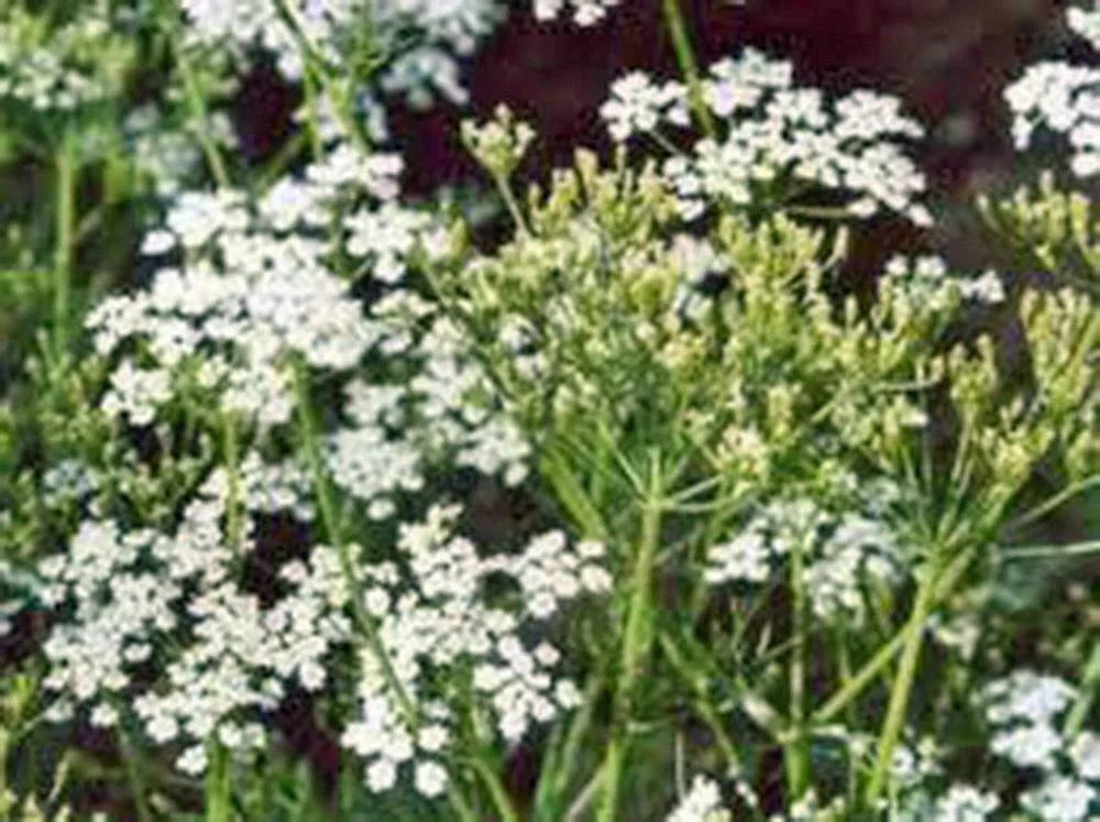 Caraway Herb Seeds - 50+ Seeds for Planting - Versatile Culinary Herb (Carum carvi)