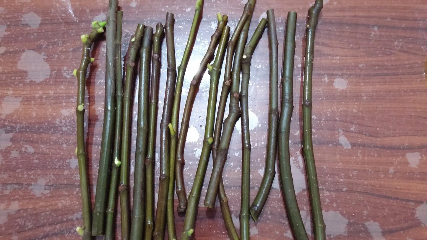 Green Ischia Fig Cuttings (Ficus carica) - 2 Unrooted 6-8" | Rare Heirloom Green Fig with Strawberry Flesh | Easy Propagation & Sweet Fruit