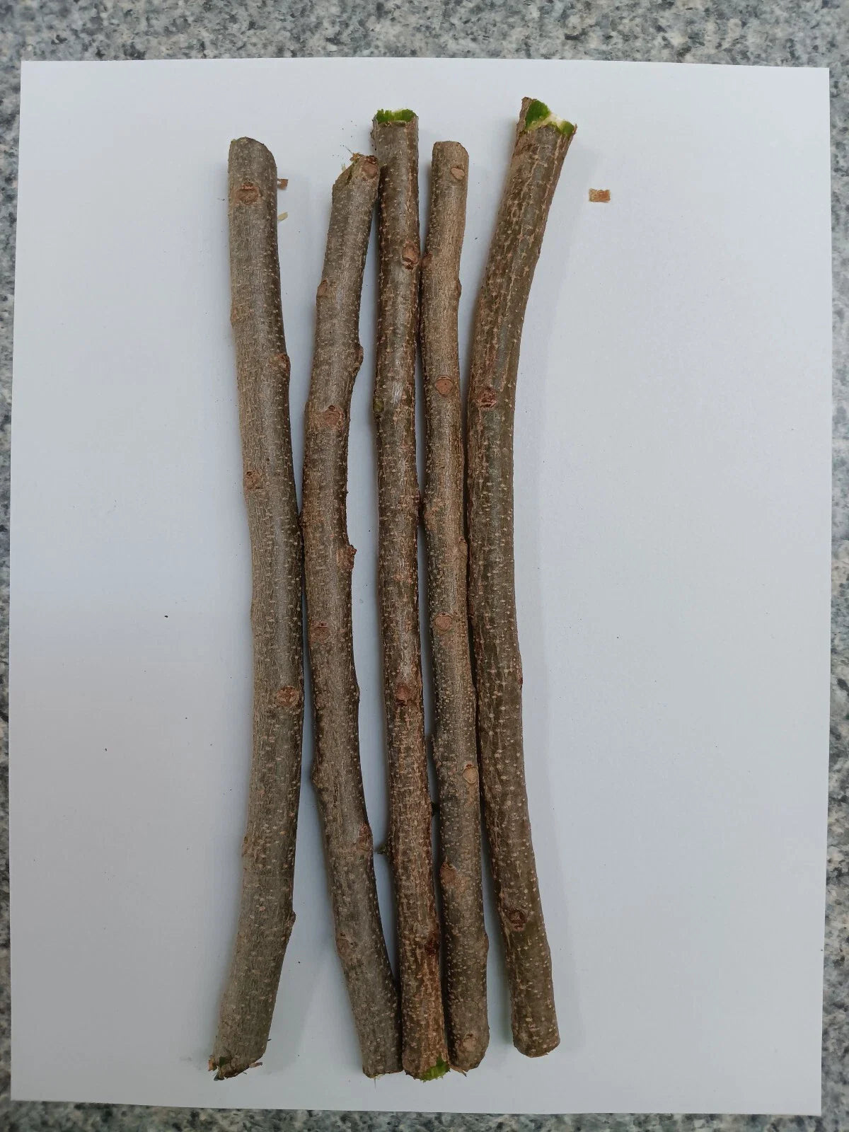 3 Fresh Hog Plum Cuttings ā Spondias purpurea Ciruela Spanish Plum ā Tropical Fruit Tree ā Unrooted Live Stems for Propagation
