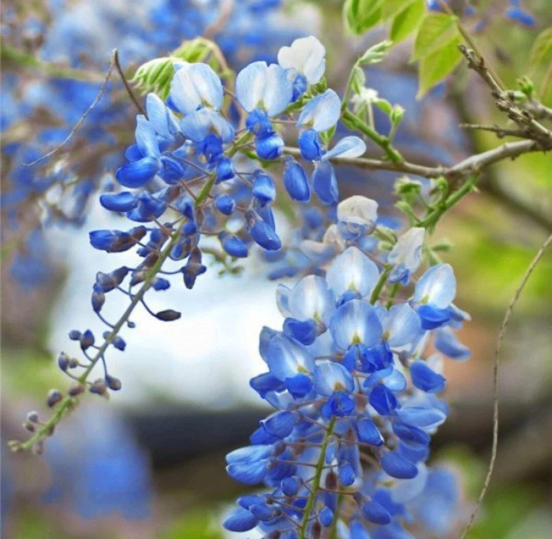 5 Wisteria Blue Moon Unrooted Cuttings 6-8" Long | Fresh Vine Tree Cuttings | Wisteria sinensis