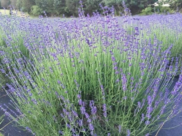 Munstead English Lavender Live Plant - Healthy Starter for Garden & Culinary Use - Lavandula angustifolia