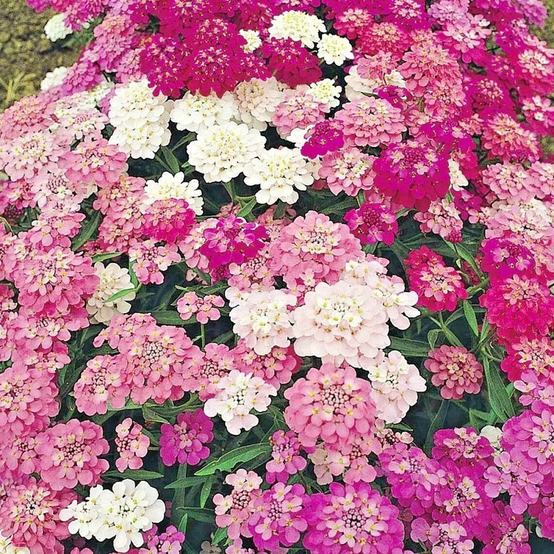 Candy Tuft Mix Seeds - Annual Iberis Groundcover for Drought & Heat Tolerance - Perfect for Garden & Container Planting
