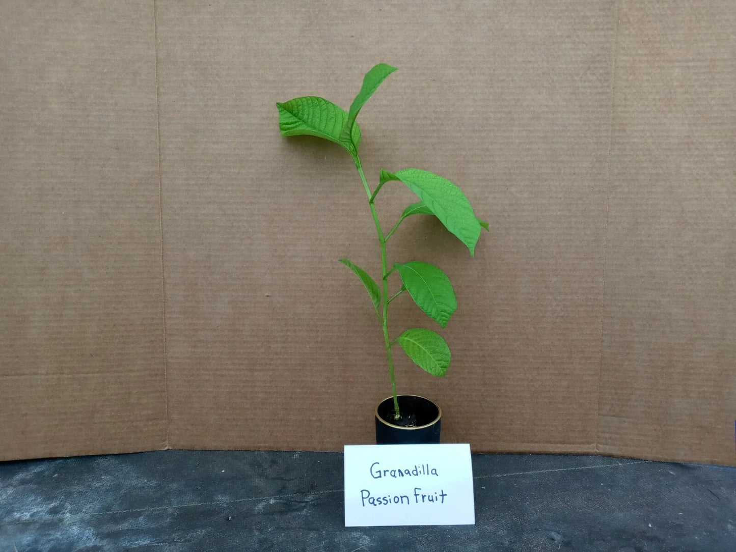 Giant Granadilla Passion Fruit Plant - Live Starter Plant, Passiflora Edulis, Edible, Fast-Growing, Free Shipping
