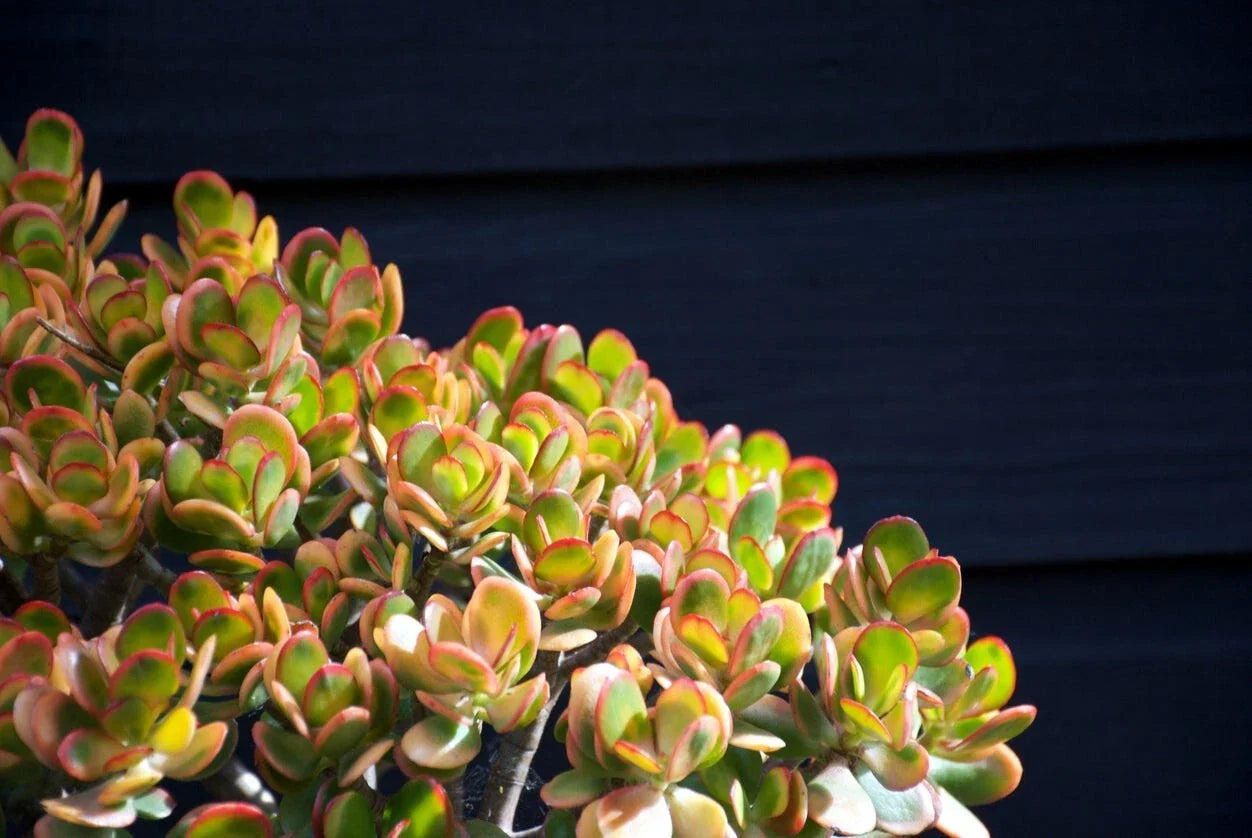 Jade Plant Cuttings 3-5" Crassula ovata - 2 Healthy Plant Cuttings for Propagation
