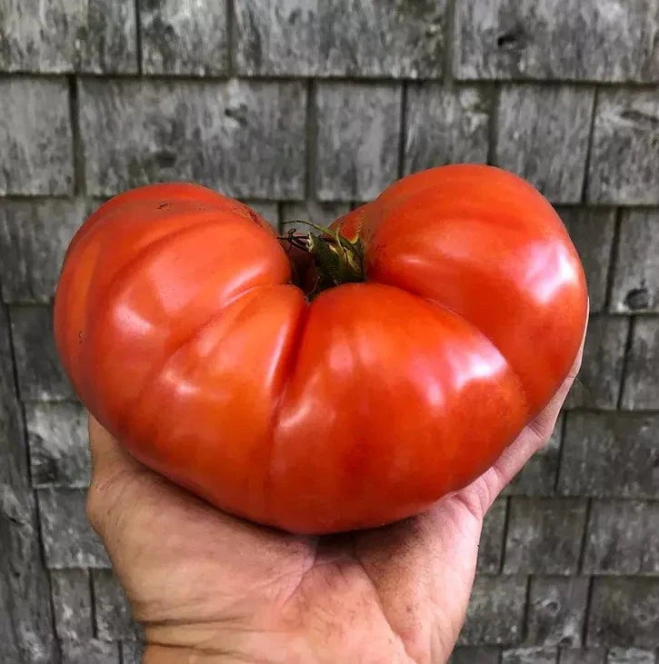 Giant Beefsteak Tomato Seeds - 120+ Heirloom Organic Non-GMO Seeds - Perfect for Home Gardening