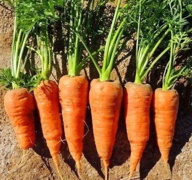 Chantenay Red Core Carrot Seeds - 200+ NON-GMO Heirloom Fresh Garden Seeds - Daucus carota