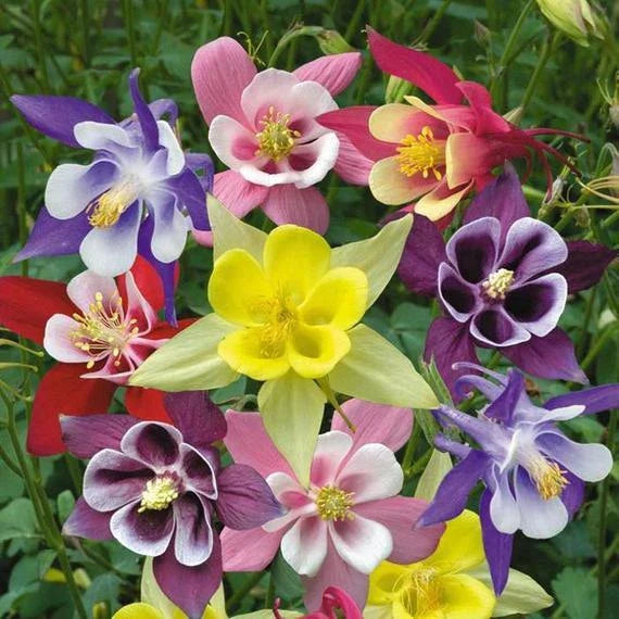 Columbine Seeds - McKana Giant Mix - Non-GMO Flower Seeds - Aquilegia caerulea - Garden Planting Supplies