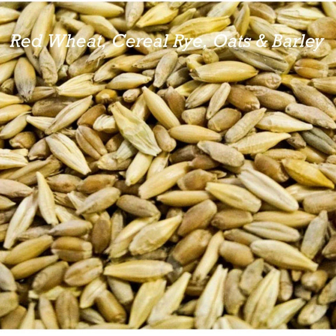 Cat Grass Mix Seeds - 300+ Red Wheat, Barley, Oats & Cereal Rye - Pet Safe Plant for Cats, Indoor Gardening