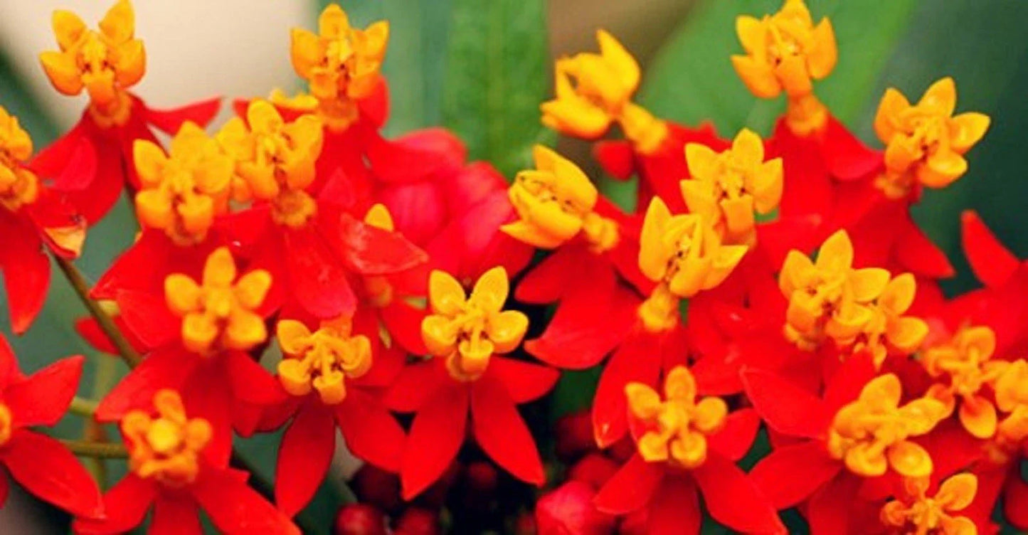 Butterfly Bloodflower Milkweed Seeds - Sunset Variety - Asclepias tuberosa - 100+ Seeds for Pollinator Gardens