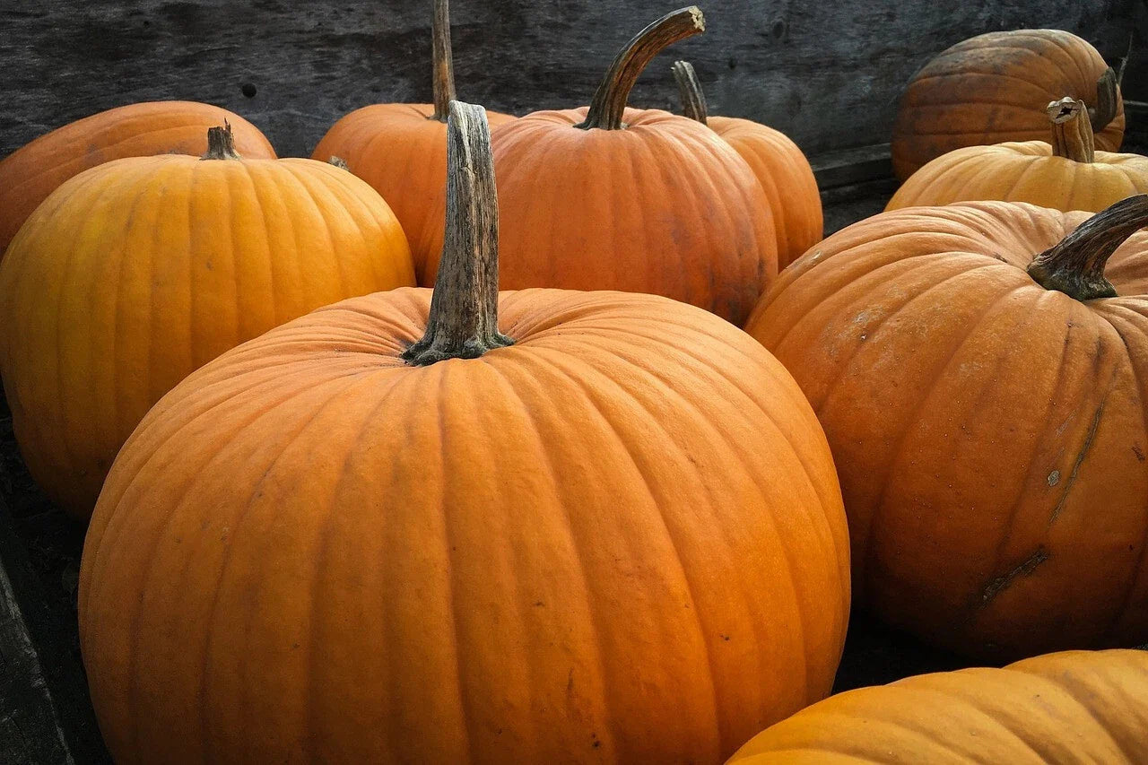 Big Max Pumpkin Seeds - Non-GMO, Enormous Size for Pumpkin Pie - Cucurbita maxima - Free Shipping
