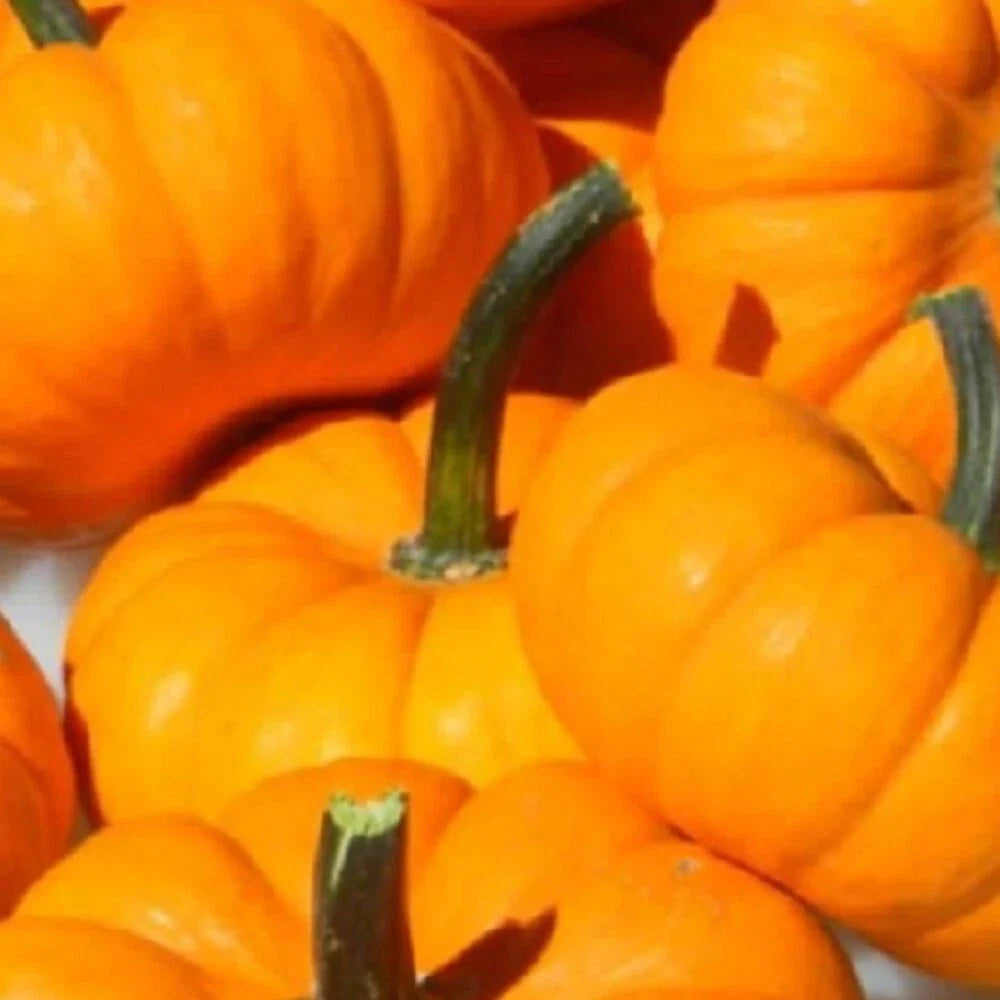 Jack Be Little Pumpkin Seeds | NON-GMO Heirloom Garden Seeds | Small Size | Cucurbita pepo