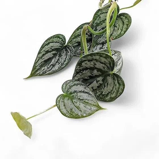 Philodendron Cuttings 5 Fresh Unrooted Brandtianum Green Stem (Philodendron brandtianum)