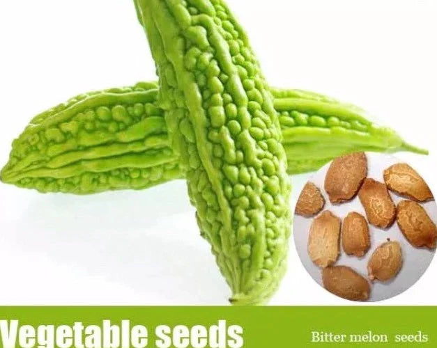 Bitter Melon Seeds 50+ Pack, Balsam Pear, Ku Gua, Foo Gwah, Kho Qua, Momordica charantia 2023