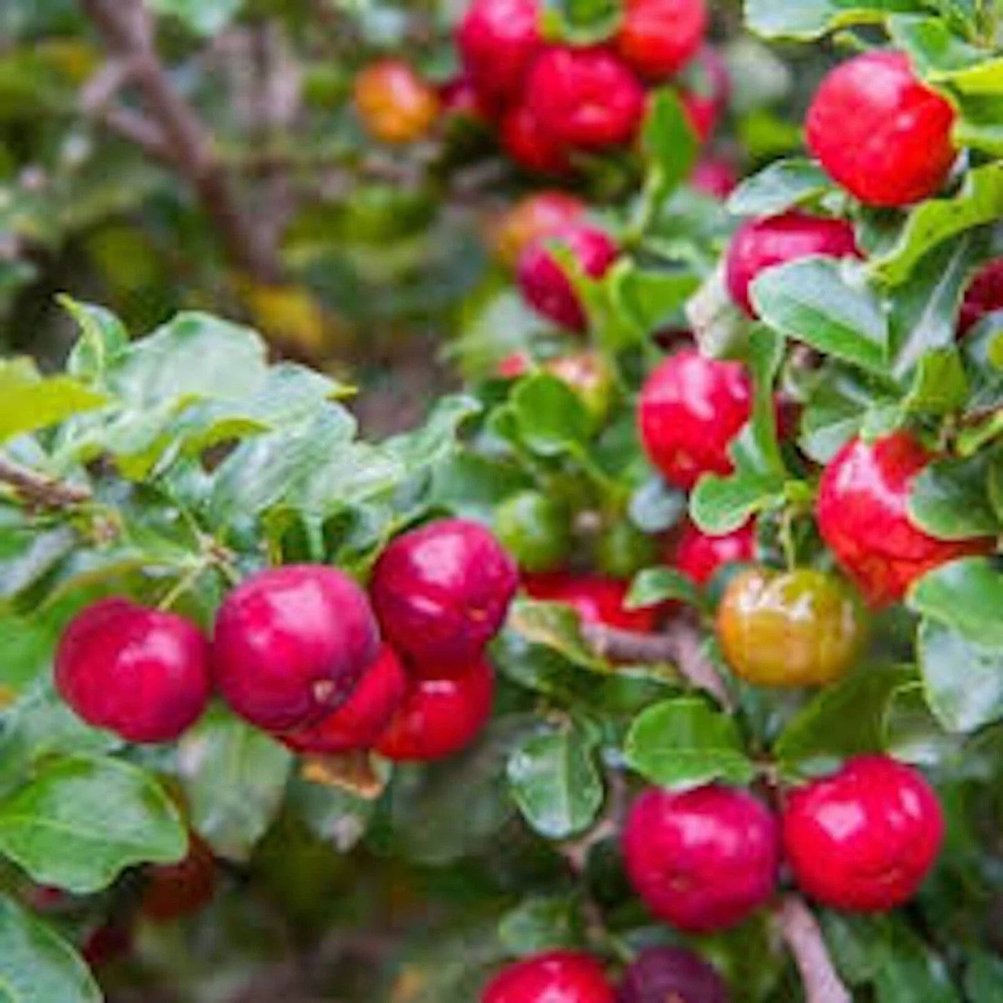 Barbados Cherry Tree Live Starter Plant 1 Gallon Edible Fruit Malpighia Emarginata Tropical Shrub for Garden