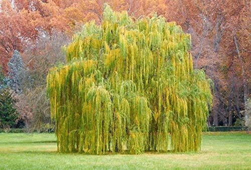 Outdoor STEM Project Kit | Weeping Willow Tree | Grow Your Own | Salix babylonica | Educational for Kids