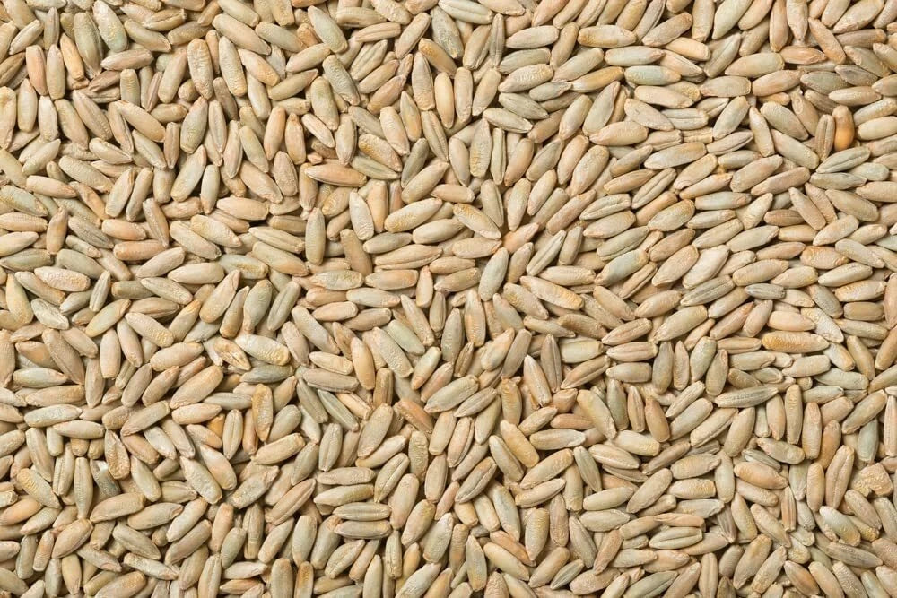 Rye Berries 8 Ounces High Fiber and Iron USA Grown Whole Grains (Secale cereale)