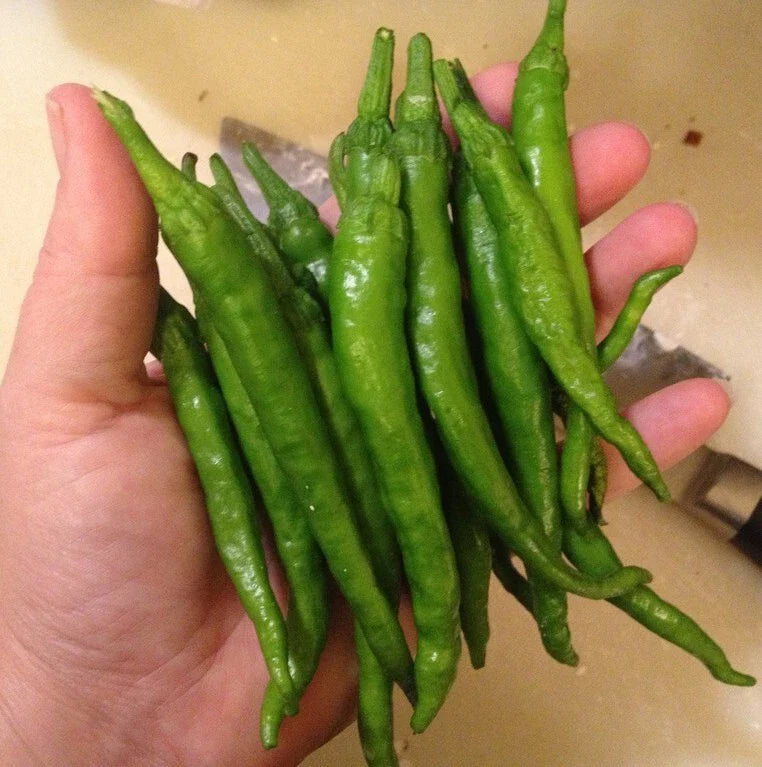 Japanese Fushimi Premium Pepper Seeds - 25 Authentic Newly Harvested Seeds - Capsicum annuum