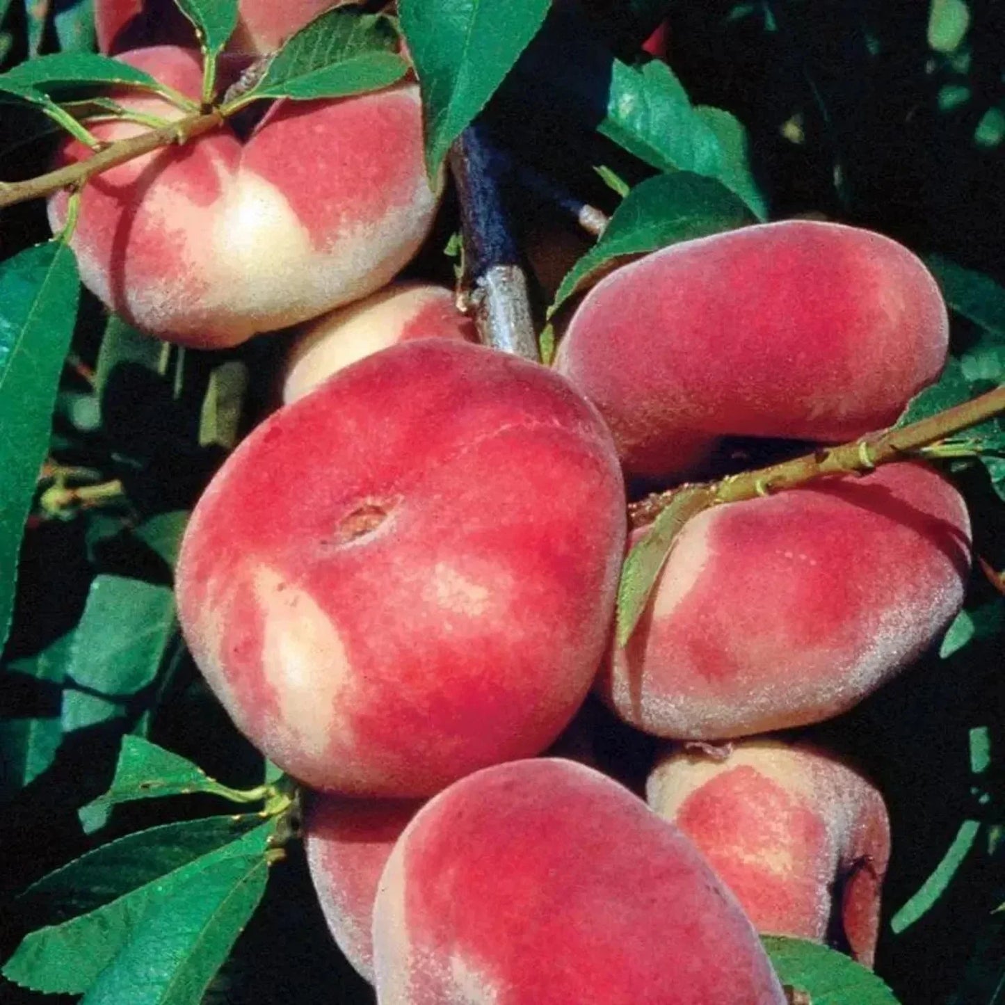 Japanese Donut Doughnut Peach Cuttings - 3 Rare Sweet Plant Propagation Pieces (Prunus persica)