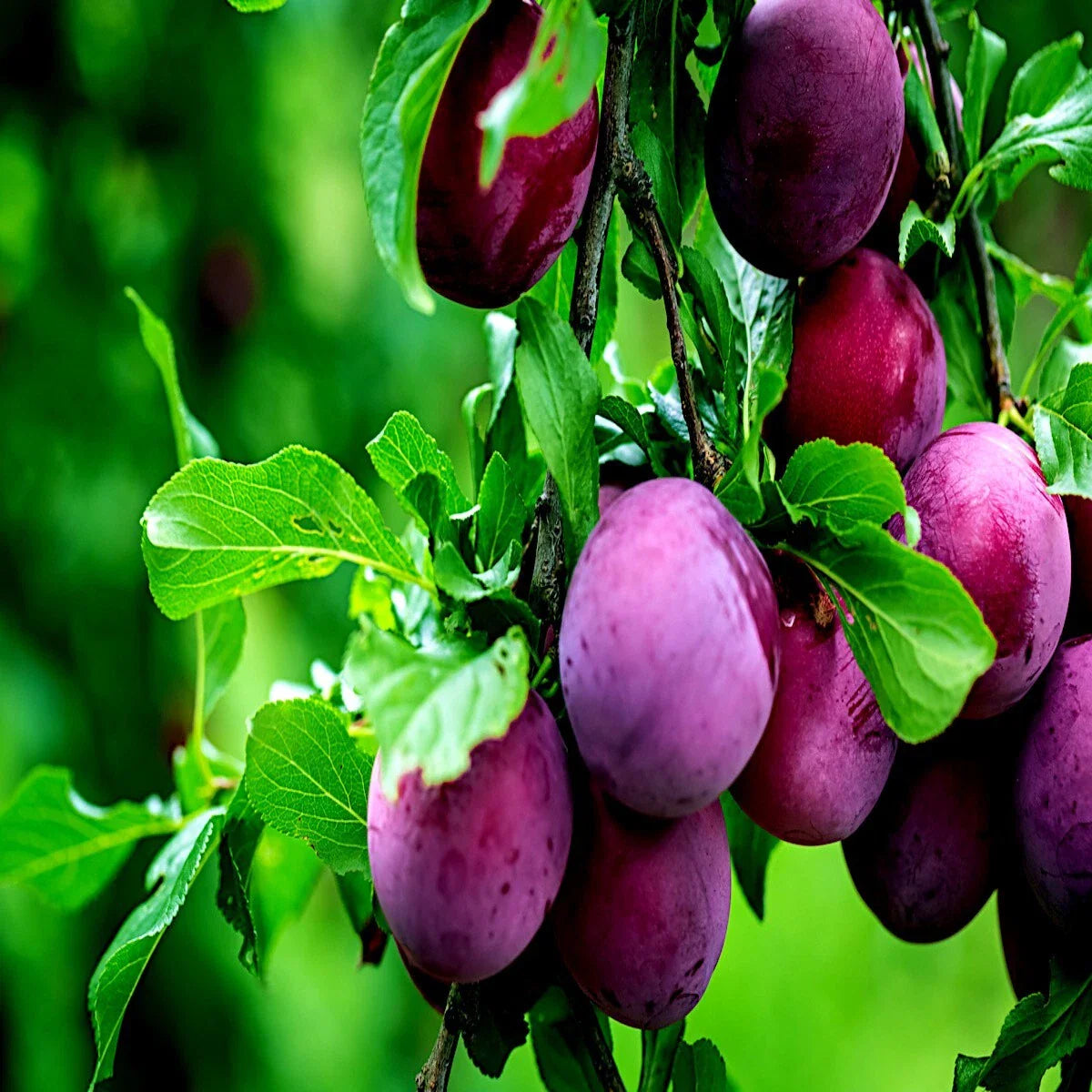 American Plum Tree Seeds - Fast Growing Fruit & Flower Plant - Prunus americana - Hardy in Zone 3