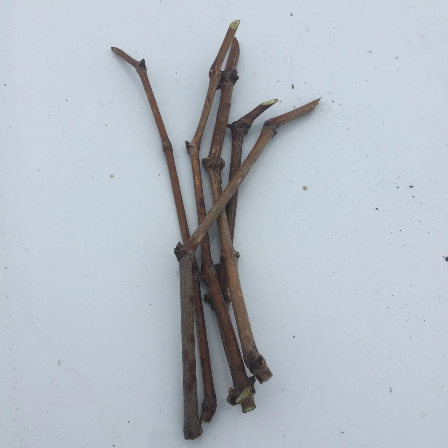 6pcs Japanese Kyoho Grape Cuttings ā Unrooted Vitis vinifera Ć Vitis labrusca, Sweet Giant Fruit, Grow Your Own Table Grapes