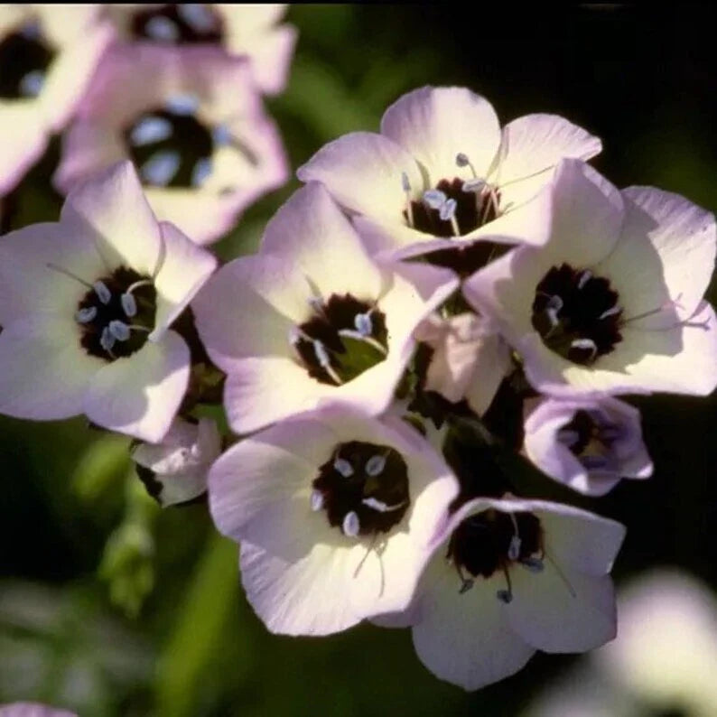Bird's Eye Seeds - 500 Organic Seeds - Capsicum annuum - USA Grown - Free Shipping