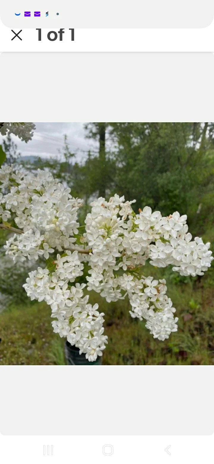 Bare Root Lilac Bushes (10) - Purple & White Varieties with Planting Instructions - Syringa spp.