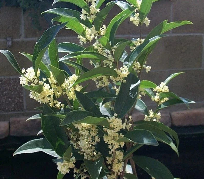 Fudingzhu Fragrant Tea Olive Starter Plant, Well Rooted Osmanthus, Healthy Gardening Plant, Osmanthus fragrans