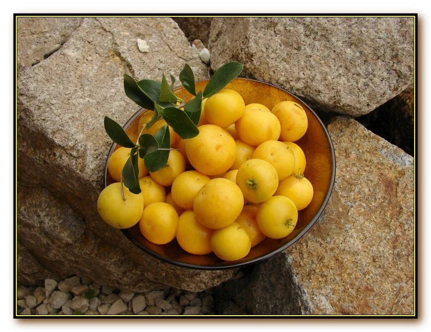 Kei Apple Plant - Dovyalis Caffra - Kaffir Apple - Umkokola - African Apricot - Edible Fruit Tree
