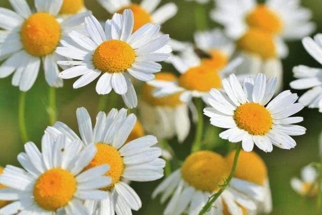 Roman Chamomile Seeds - 500 Seeds - Easy to Grow Herb - Anthemis nobilis - Ideal for Gardens and Wildflower Areas