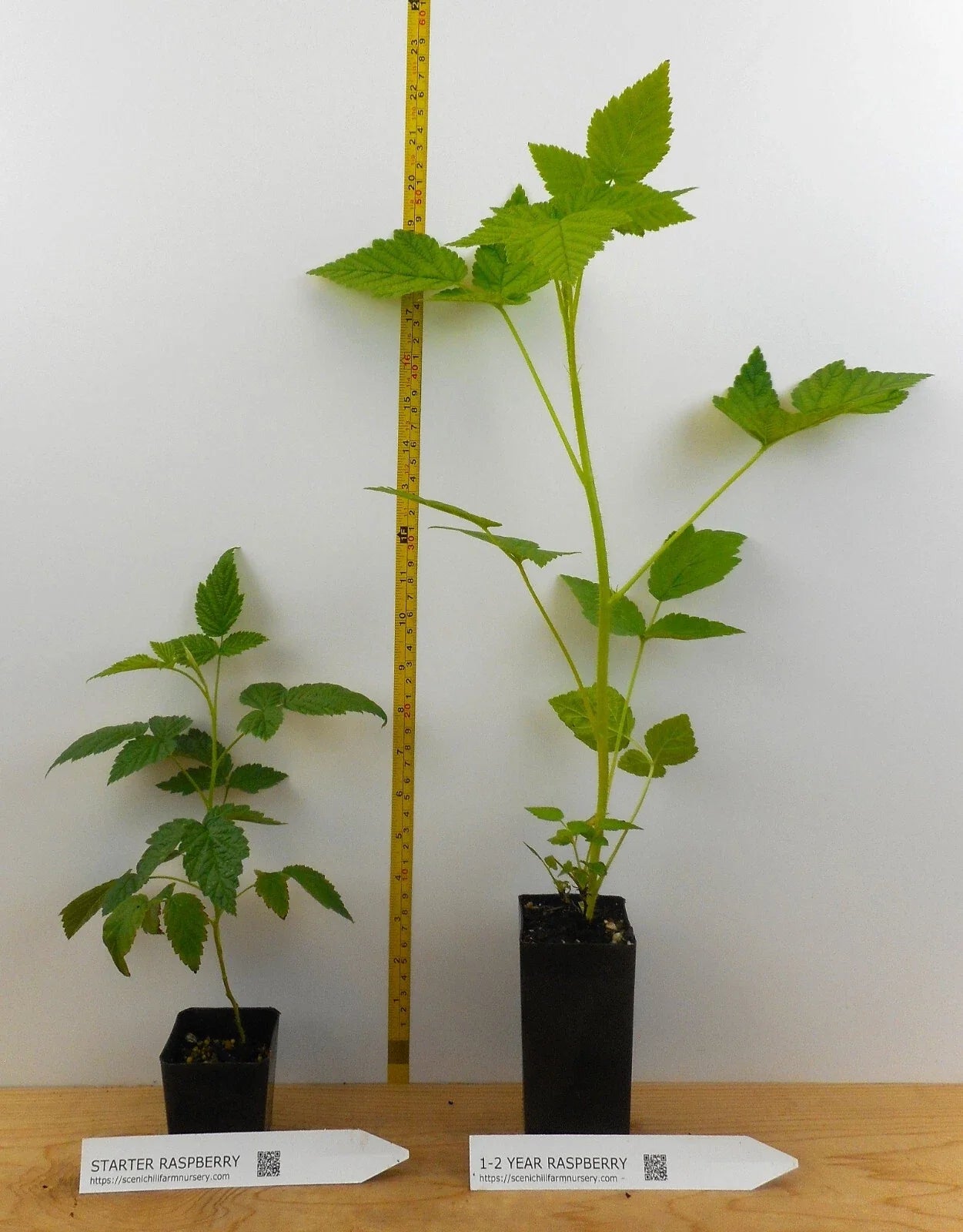 Caroline Ever Bearing Raspberry Potted Plants - Large Sweet Berries - Rubus idaeus 'Caroline'