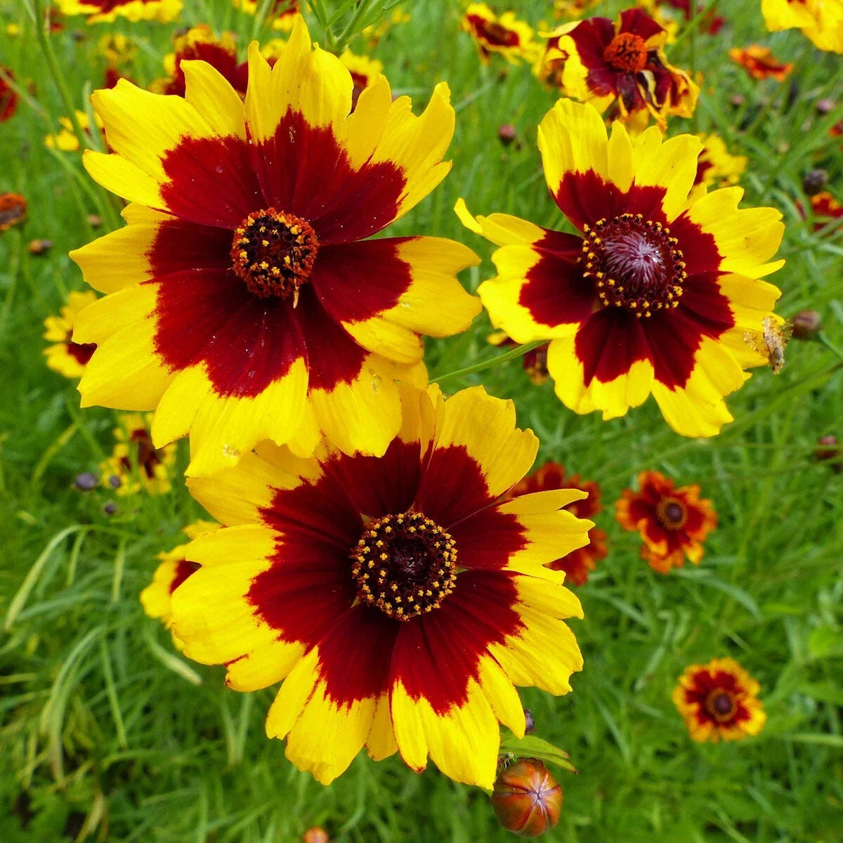 Plains Coreopsis Wildflower Seeds 1/4 Lb - Coreopsis tinctoria - Mylar Seed Packet - Everwilde Farms