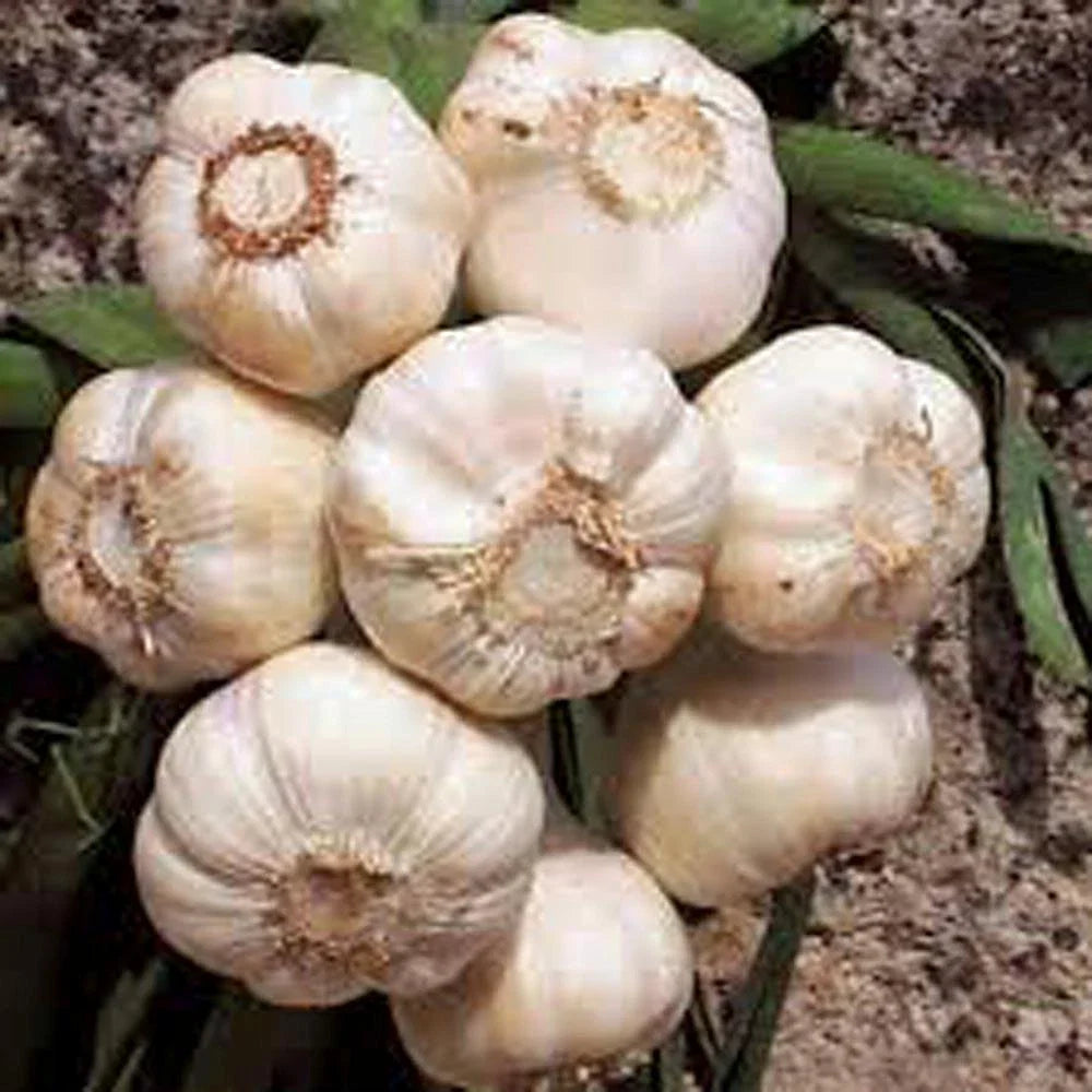 Fresh California Softneck Garlic Bulbs - 7 Bulbs for Planting & Growing - Allium sativum