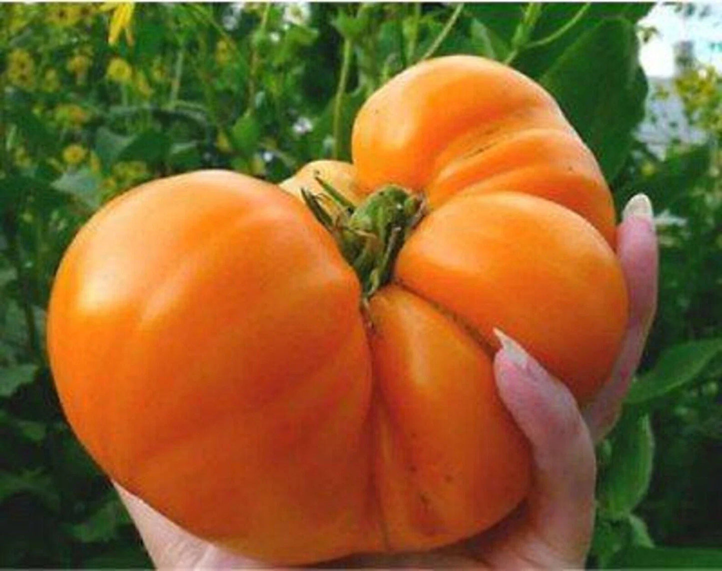 Amana Orange Tomato Seeds - Heirloom Organic NON-GMO - 10+ Seeds - Rare Variety - Solanum lycopersicum