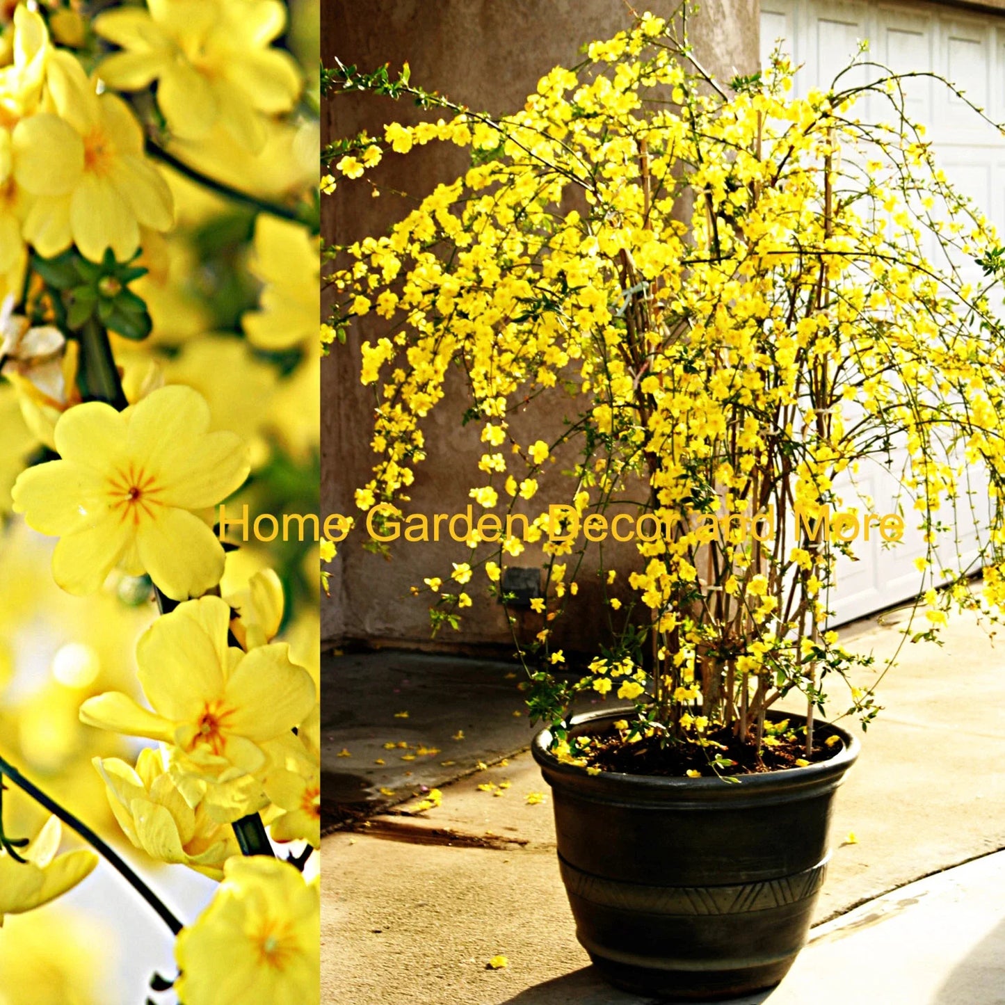 Winter Jasmine Cuttings 12" Bright Yellow Flowers Jasminum nudiflorum 5 Cuttings for Gardening