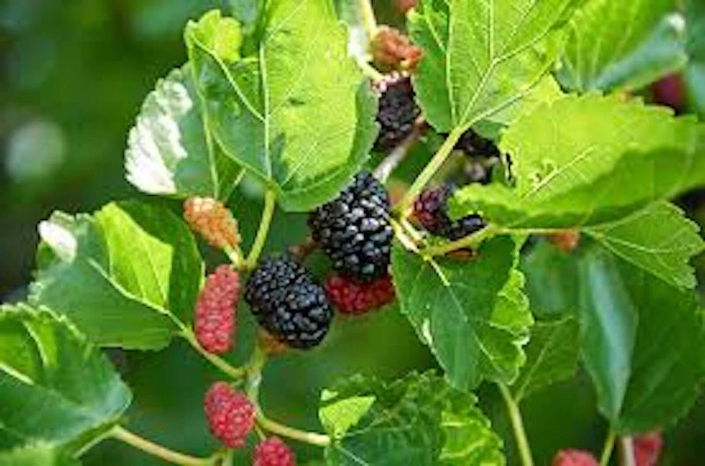 Red Mulberry Tree 12-24in Tall Live Bare Root Morus rubra Edible Fruit - Dormant Shipping October to March