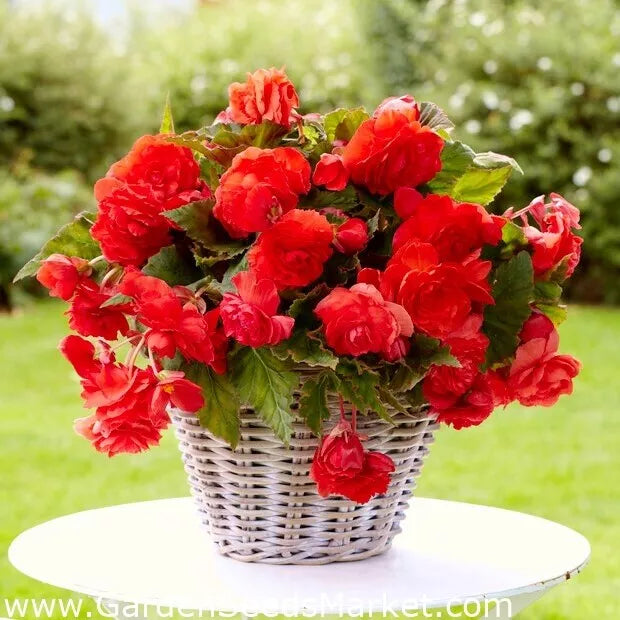 Begonia Seeds 500 Count Hot Tip Red Begonia Glory (Begonia x tuberhybrida) Non-California Shipping