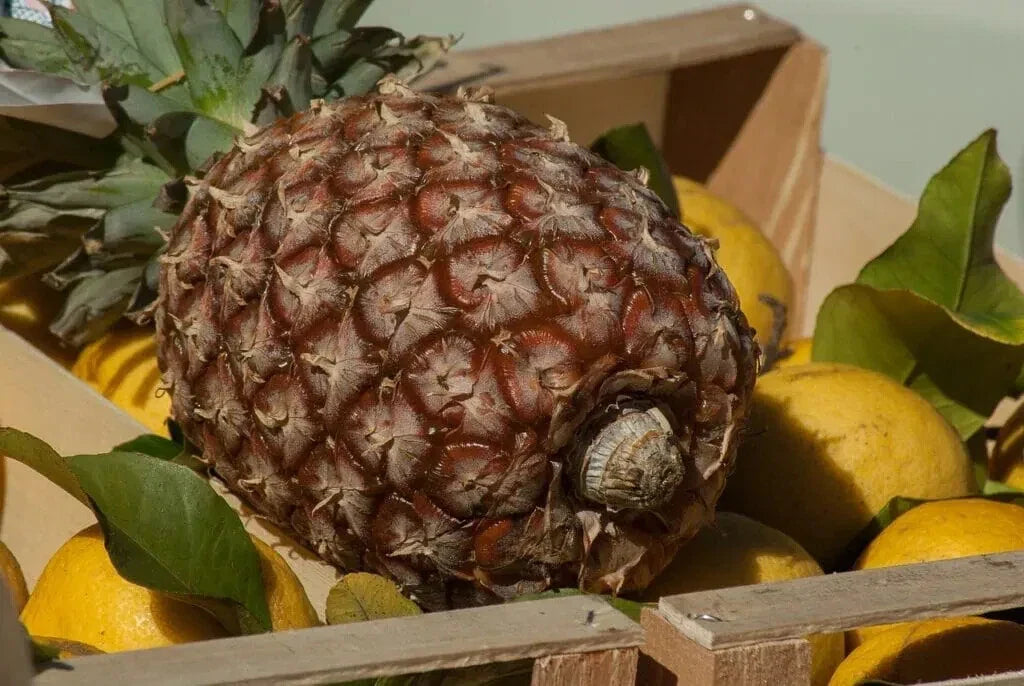James Queen Pineapple Seeds - 15+ Pack for Garden Planting - Ananas comosus - USA - Free Shipping