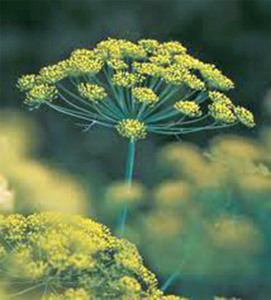 Dill Seed, Heirloom Non-GMO, 100 Seeds, Bouquet Variety, Herb Spice Seeds, Anethum graveolens