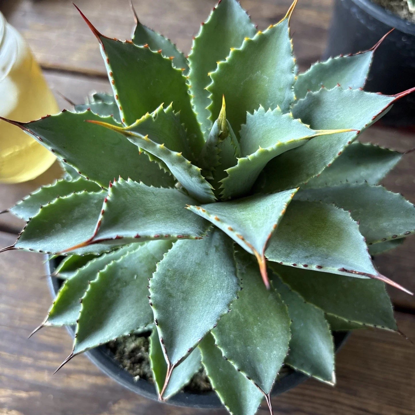 Agave Potatorum Plant, 6" Rooted in Pot, Succulent Variety, Ornamental Cactus, Home & Garden Decor