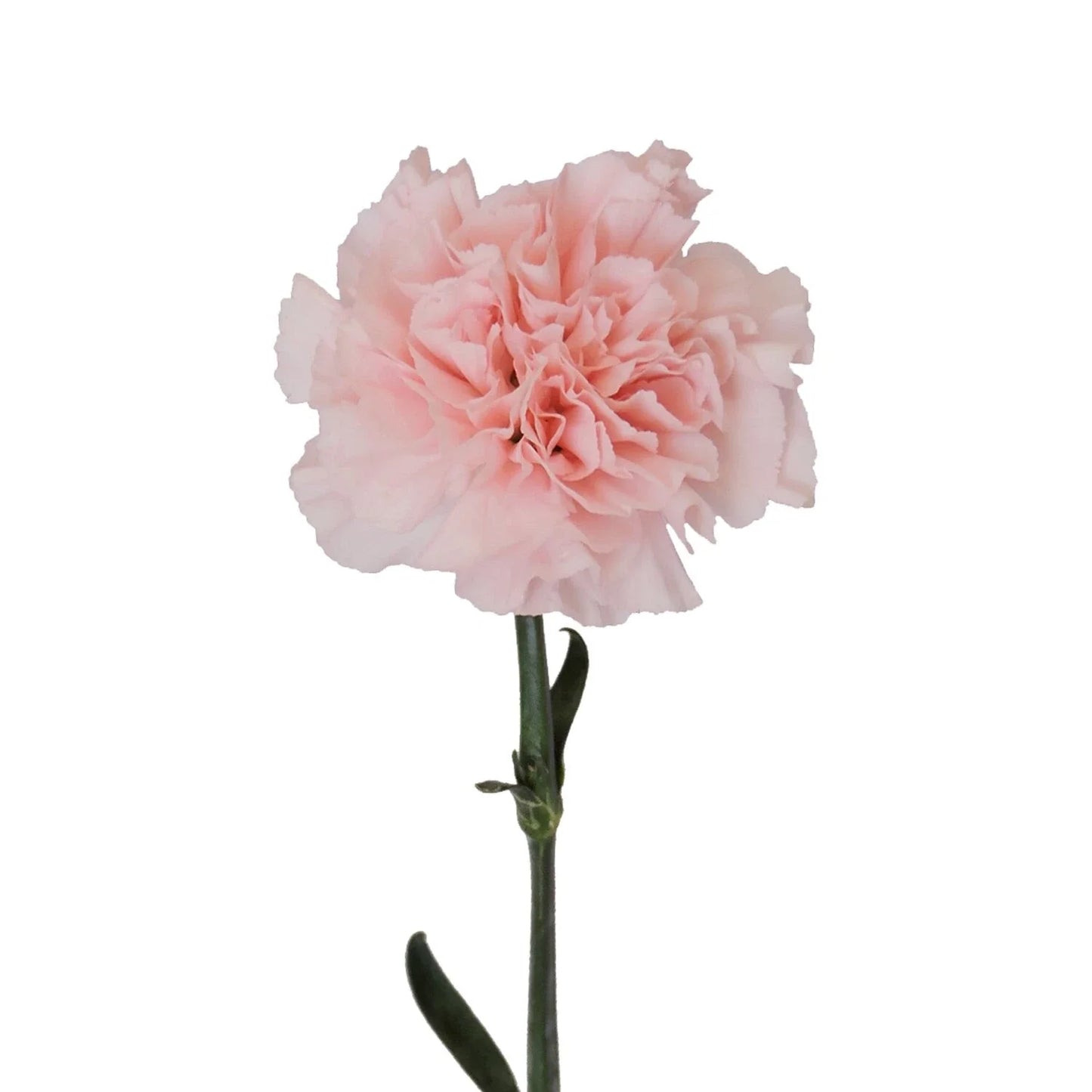 Pretty in Pink Carnation Cuttings for Rooting - 15 Cuts - Dianthus caryophyllus