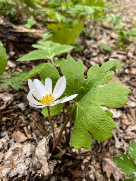 9 Bloodroot Plants (Sanguinaria canadensis) ā Live Perennial Bare Roots | Native Wildflower | Shade Garden | Early Spring Blooms