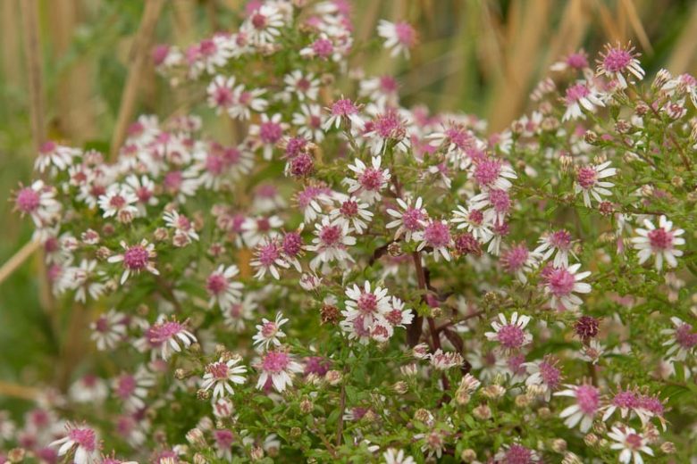Symphyotrichum Lateriflorum Seeds (100) Calico Aster β Native Perennial Wildflower, White & Purple Blooms, Pollinator Plant
