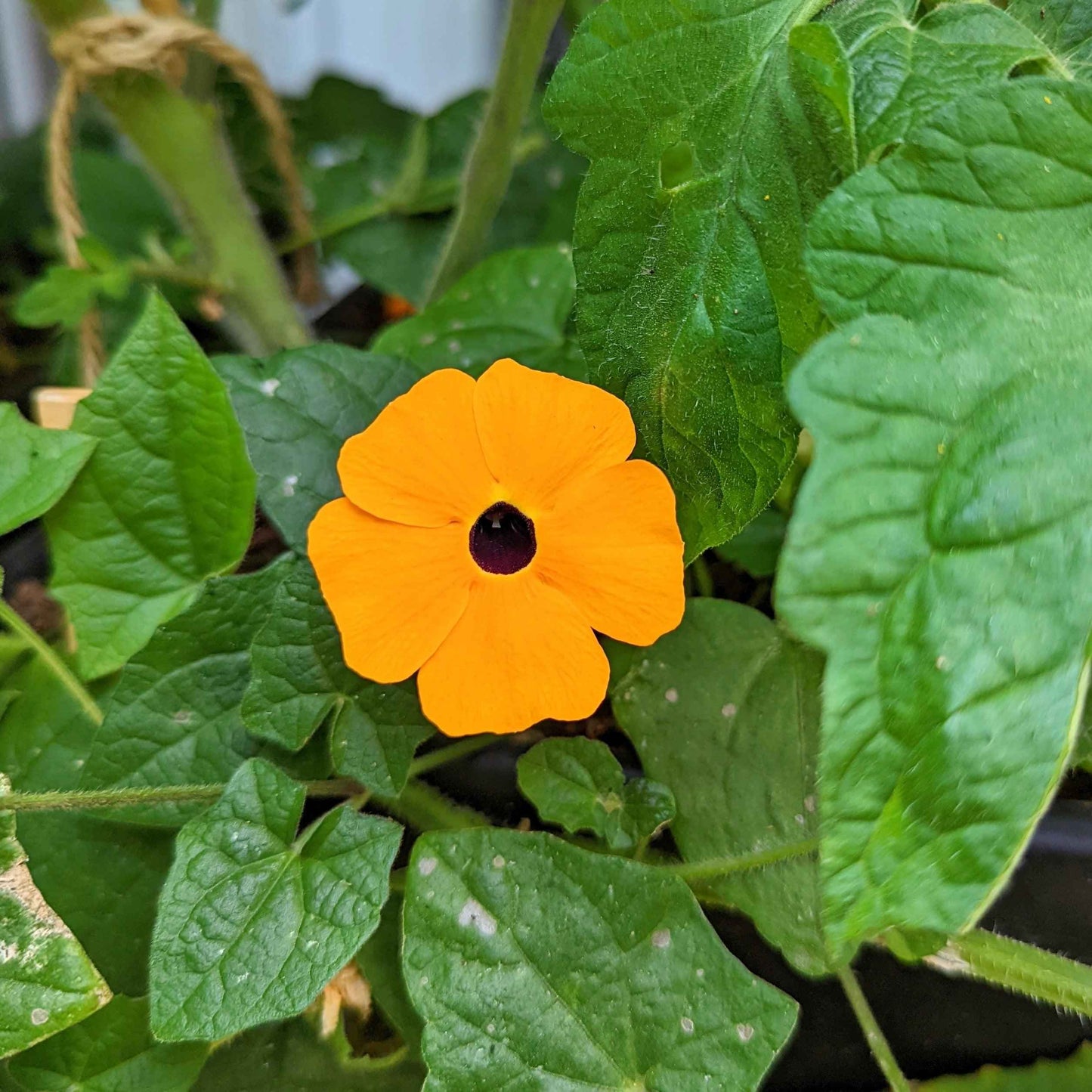 Thunbergia Seeds