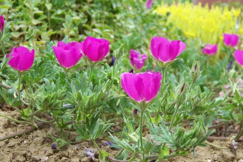 Callirhoe involucrata Seeds โ Purple Poppy Mallow | Native Groundcover Wildflower | Drought Tolerant | 15 Seeds