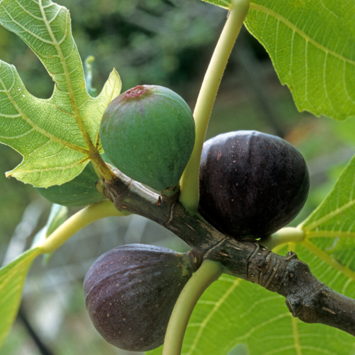 Beers Black Fig Tree – Ficus carica Live Bare Root Plant | Cold-Hardy Starter for Patio, Garden, or Orchard | Sweet Dark Fruit Tree