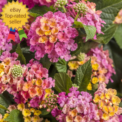 Lantana Flower Seeds for Planting - 300+ Mixed Color Flower Seeds to Plant Great