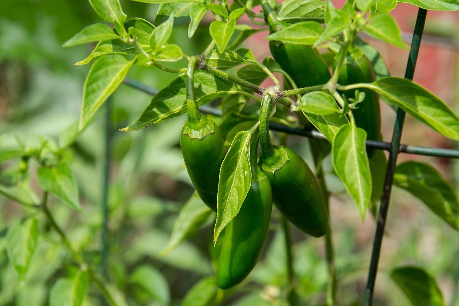 Early Jalapeno Pepper Seeds | Non-Gmo | Fresh Garden Seeds