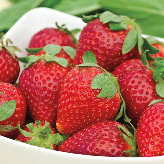 Albion Strawberry Plants (25 Bare Root) – Day-Neutral Everbearing Variety – Large Sweet Berries – High Yield – Garden or Farm Use