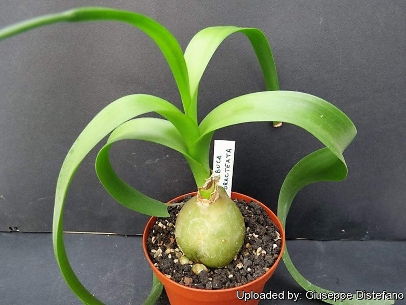 20 PREGNANT ONION SEEDS Aka False Sea Onion Lily Ornithogalum Caudatum Flower Go