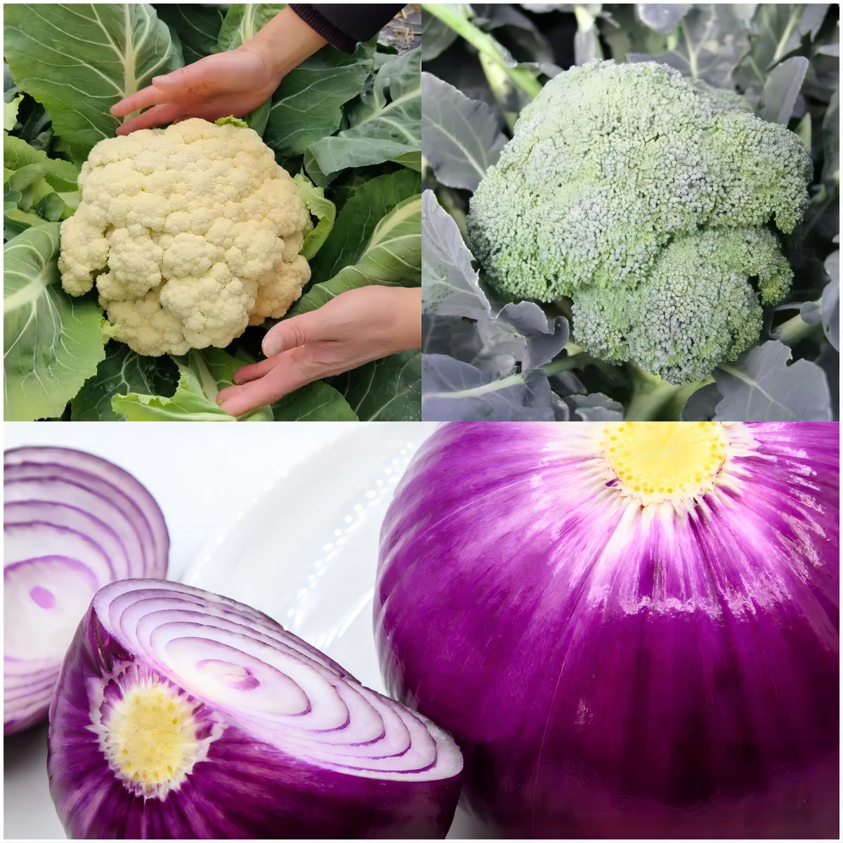 Atlas Vegetable Seeds Survival Garden Kit - over 30,000 Seeds, 29 Varieties